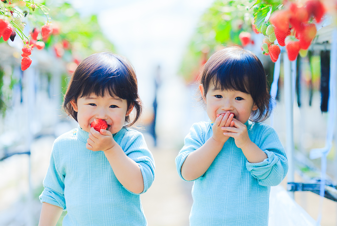 八百松商店の生フルーツゼリーの特徴のイメージ